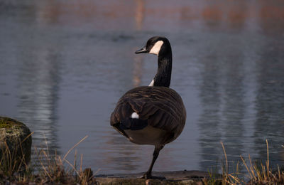 Rear view of a bird by the lake