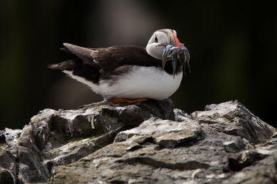 Close-up of bird perching on rock