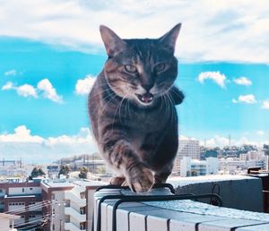 Cat looking away in city against sky