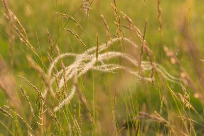 Close-up of grass growing on field