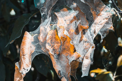 Caterpillars and larvae on the needles of a fir tree