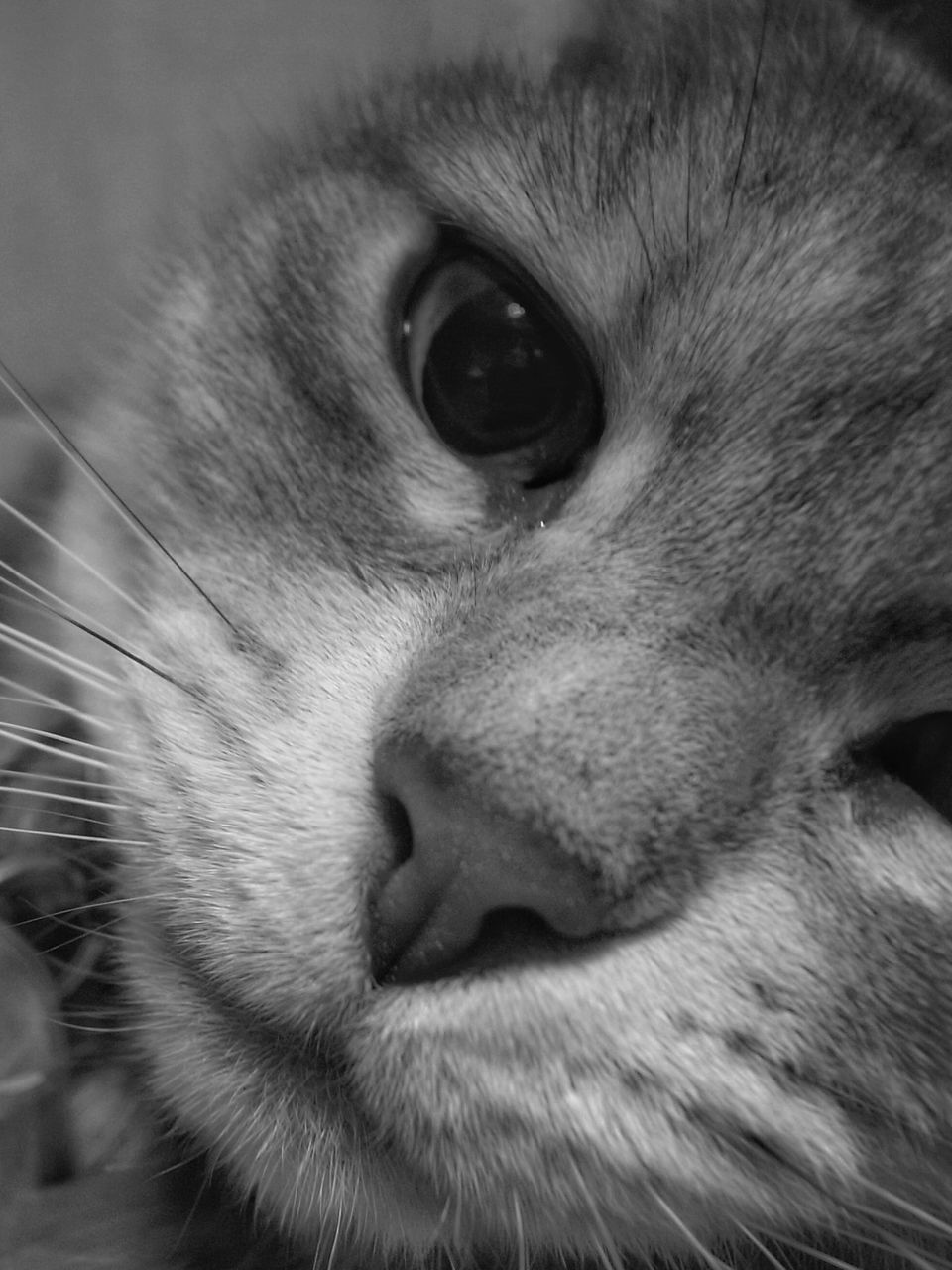 pets, mammal, domestic animals, domestic cat, cat, whisker, feline, close-up, animal head, animal body part, animal eye, portrait, focus on foreground, no people, animal hair, part of, selective focus, snout, animal, alertness, animal nose, nature, detail