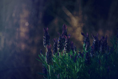 Close-up of purple flowering plants on field