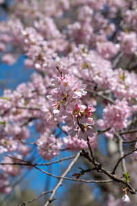 Close-up of pink cherry blossom