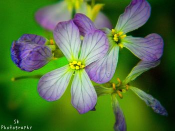 Close-up of purple flowers blooming outdoors