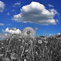 Low angle view of plants on field against blue sky