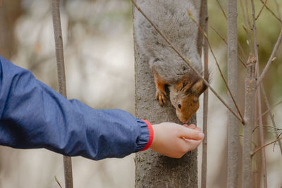 Close-up of squirrel