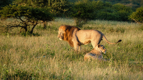 Lioness running on grassy field