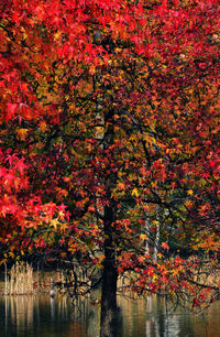 Full frame shot of red trees against sky