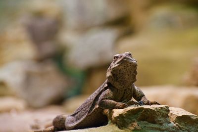 Close-up of lizard on rock