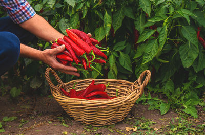 Midsection of man picking vegetables