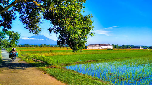 Scenic view of agricultural field against sky