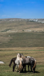 Wild horses on mountain cincar