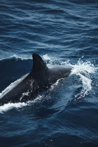 View of dolphin in sea
