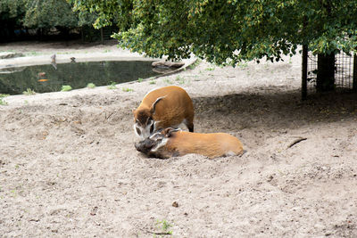 Cat lying on a field