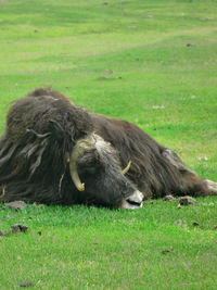 Sheep sleeping on grassy field