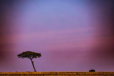 Tree on field against sky