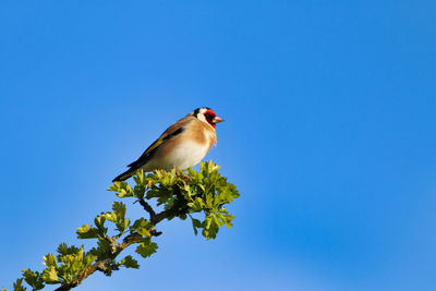 Low angle view of bird perching on branch against blue sky