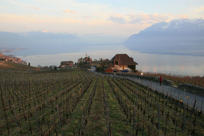 Scenic view of vineyard against sky during sunset