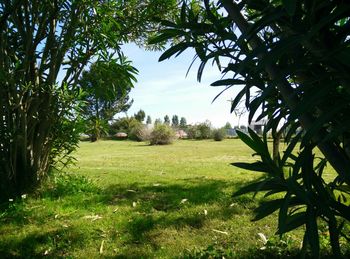 Scenic view of grassy field against sky