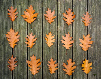 Maple leaves on wooden plank