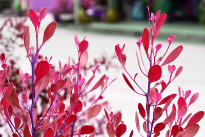 Close-up of red flowering plant