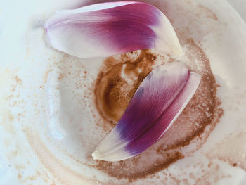 High angle view of dessert in plate