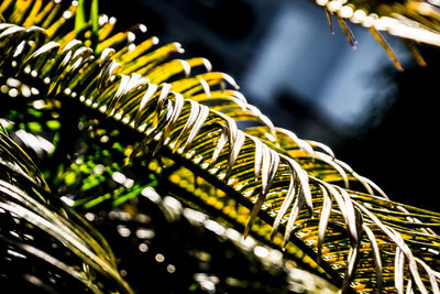 Close-up of leaves at night