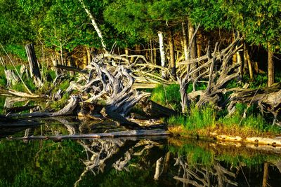 View of bird on tree trunk in forest