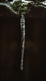 Close-up of icicles against trees