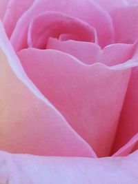 Full frame shot of pink flowers