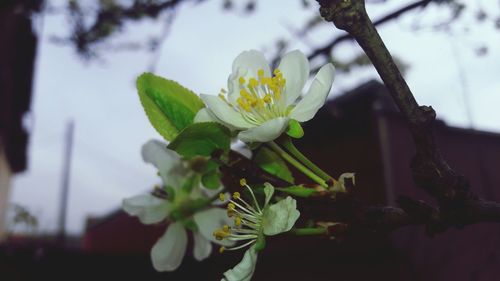 Close-up of white flowering plant