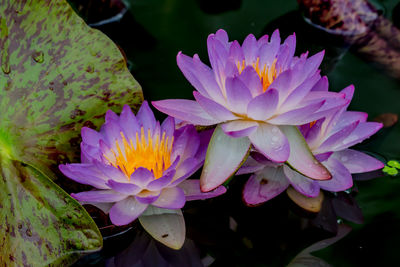 Close-up of lotus water lily in lake