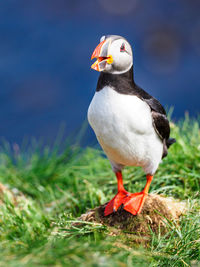 Close-up of puffin standing on grass