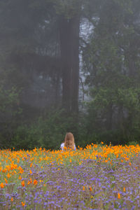 View of dog relaxing on field