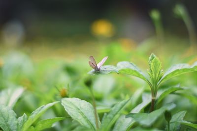 Close-up of insect on plant