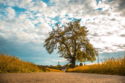 Trees on field against sky