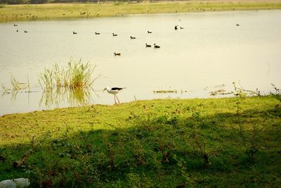 View of birds on grassy field by lake