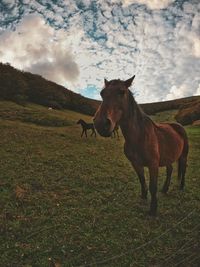 Horse in a field