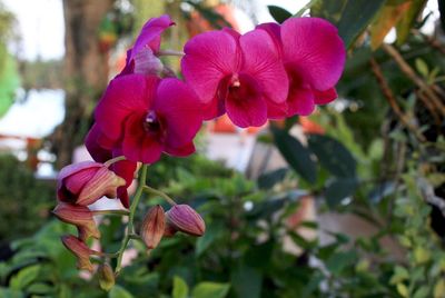 Close-up of flowers blooming outdoors