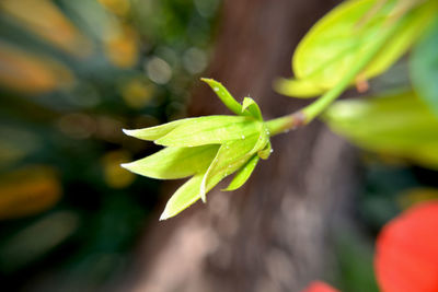 Close-up of fresh green plant