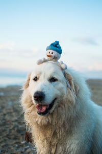 Close-up portrait of dog with toy against sky