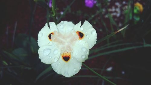 Close-up of insect on flower