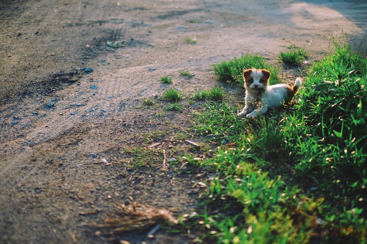 DOG STANDING ON GRASS IN PARK