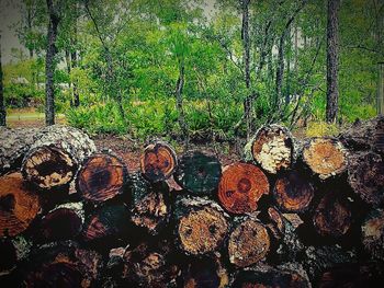 Stack of logs in forest