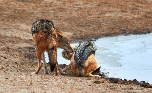 Two black-backed jackals playing with each other