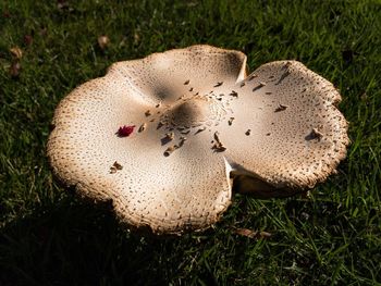 High angle view of mushroom on field