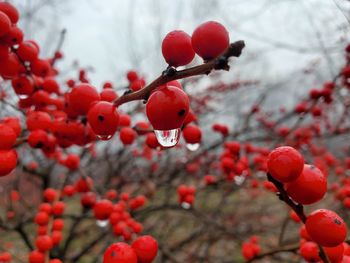 Close-up of red berries growing on tree