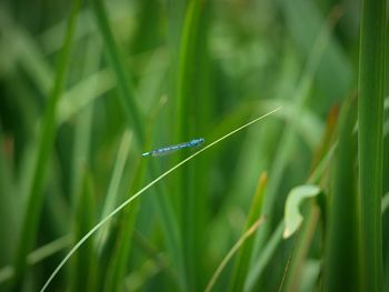 Close-up of insect on grass