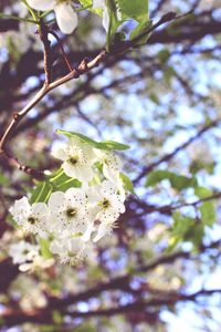 Low angle view of cherry blossoms